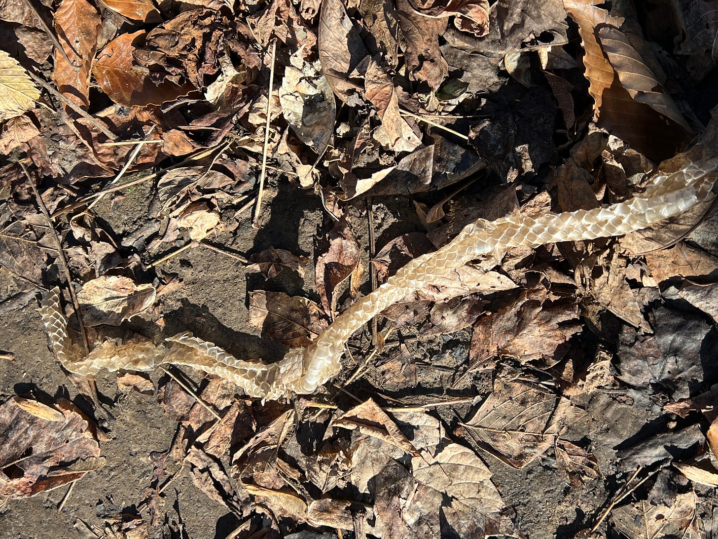 Image is of a mostly intact snake skin stretching across a pile of autumn leaves