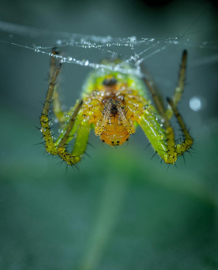 Photo 1 by Egor Kamelev: https://www.pexels.com/photo/green-spider-on-a-web-7875583/