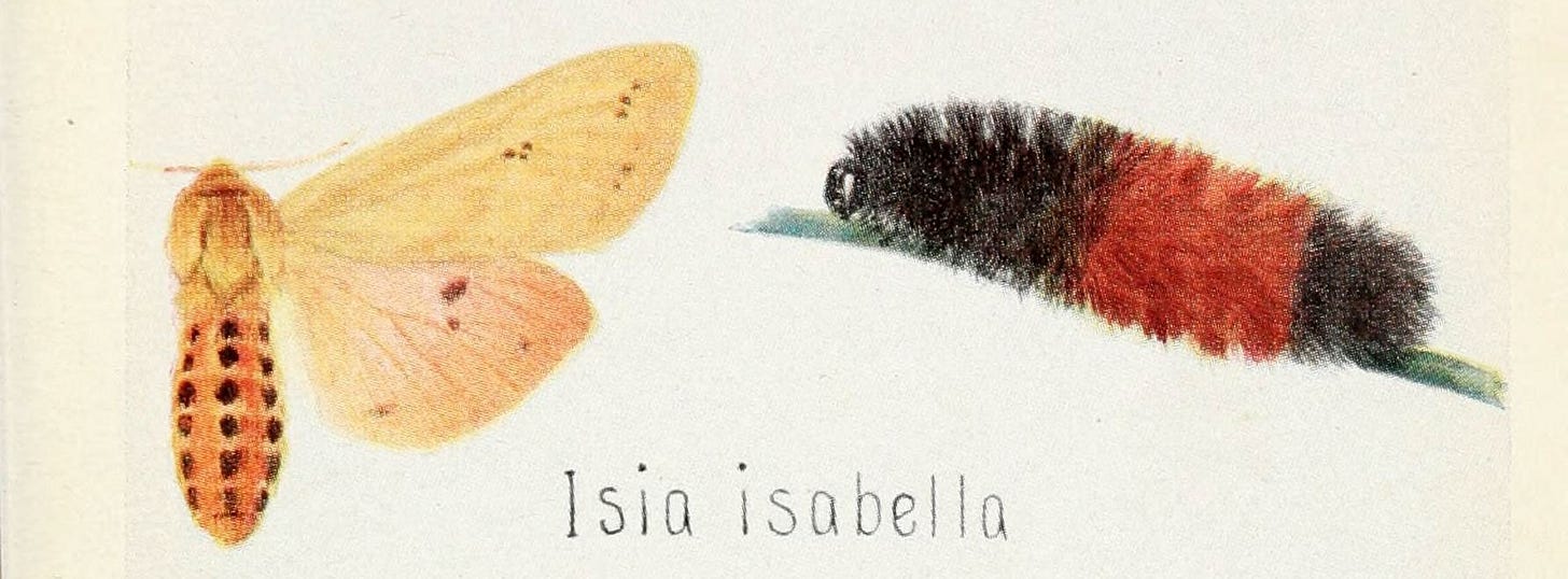 A drawing of Isabella Tiger Moth in both is moth and caterpillar form. A drawing of Isabella Tiger Moth in both is moth and caterpillar form.