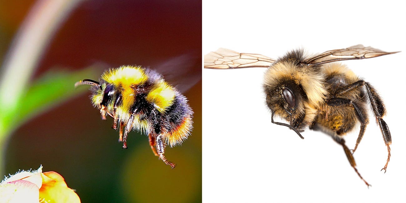 One Planet News: Good news for bees...finally