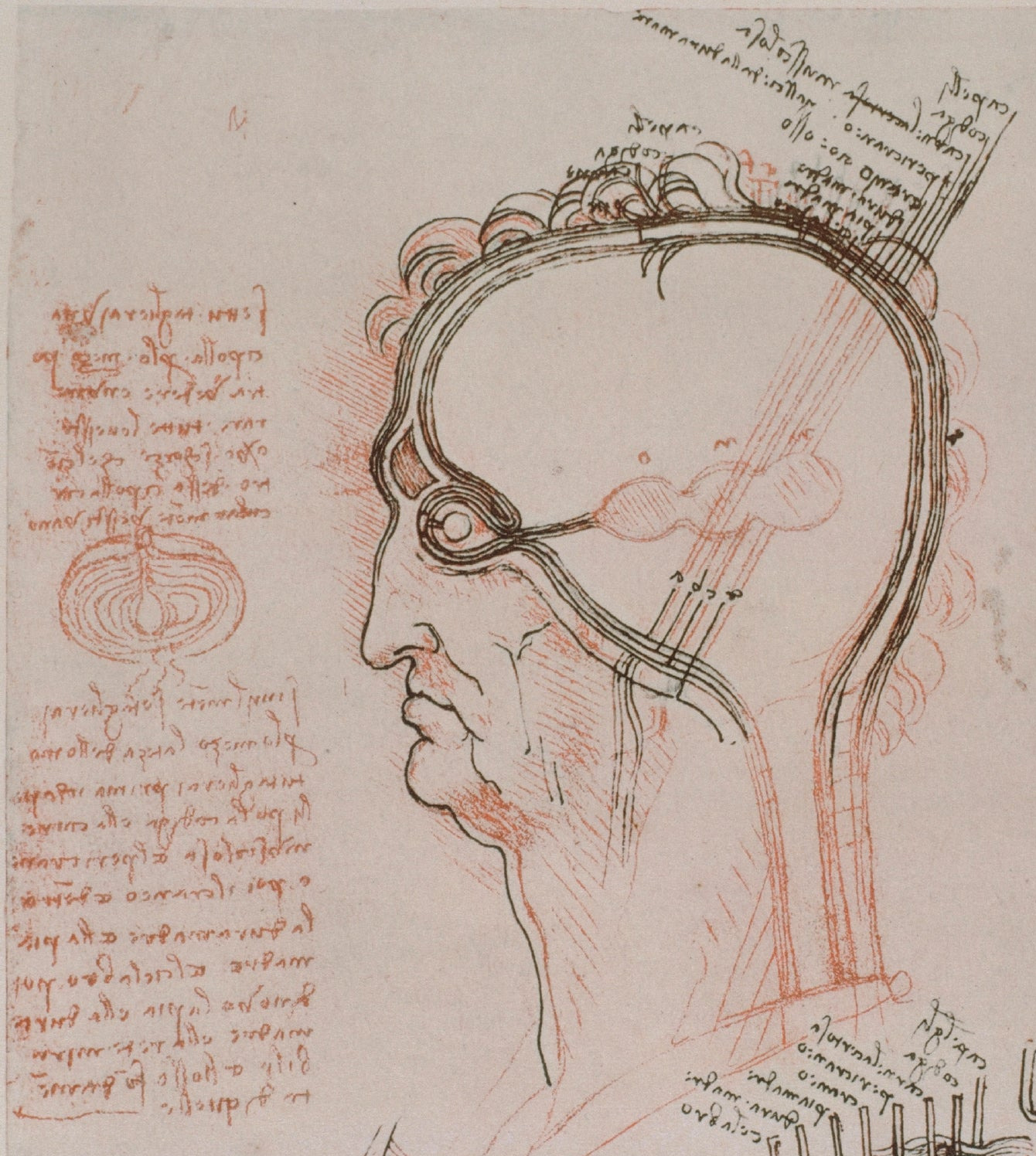 Leonardo da Vinci, Neuroscientist | Scientific American Leonardo da Vinci, Neuroscientist | Scientific American