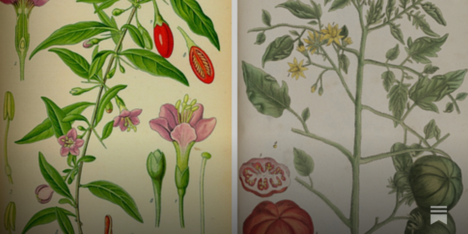Perennial Cold Temperate Tomatoes - by A. Potentilla