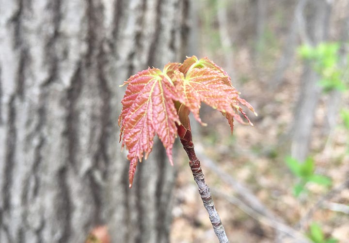 Newly emerging maple leaves in spring; Maple samara on pavement