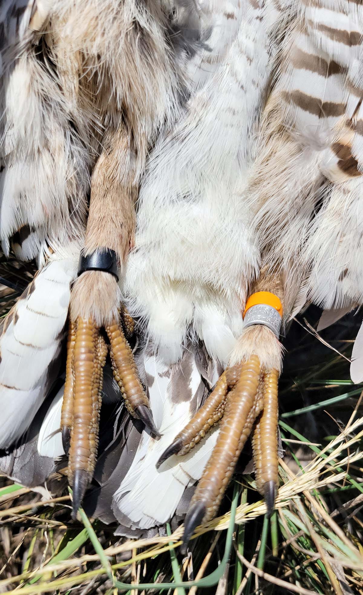 Bands on a prairie chicken's legs.