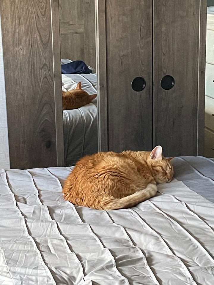 Our cats: Speedy calmly sleeping on the bed; Snickers looking frazzled on the chair