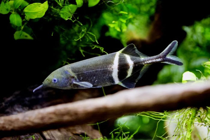 Picture of a fish with a proboscis, in an aquarium tank with surrounding vegetation and a branch passing across the foreground. Picture of a fish with a proboscis, in an aquarium tank with surrounding vegetation and a branch passing across the foreground.