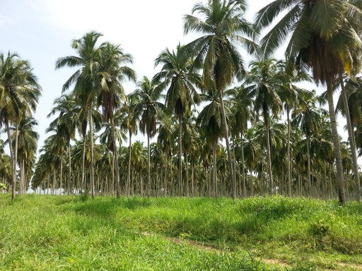 A palm plantation in Côte d’Ivoire. A palm plantation in Côte d’Ivoire.
