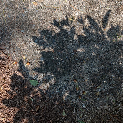 Triptych with shadows, a broken spider web, and the face of a woman with her eyes closed.