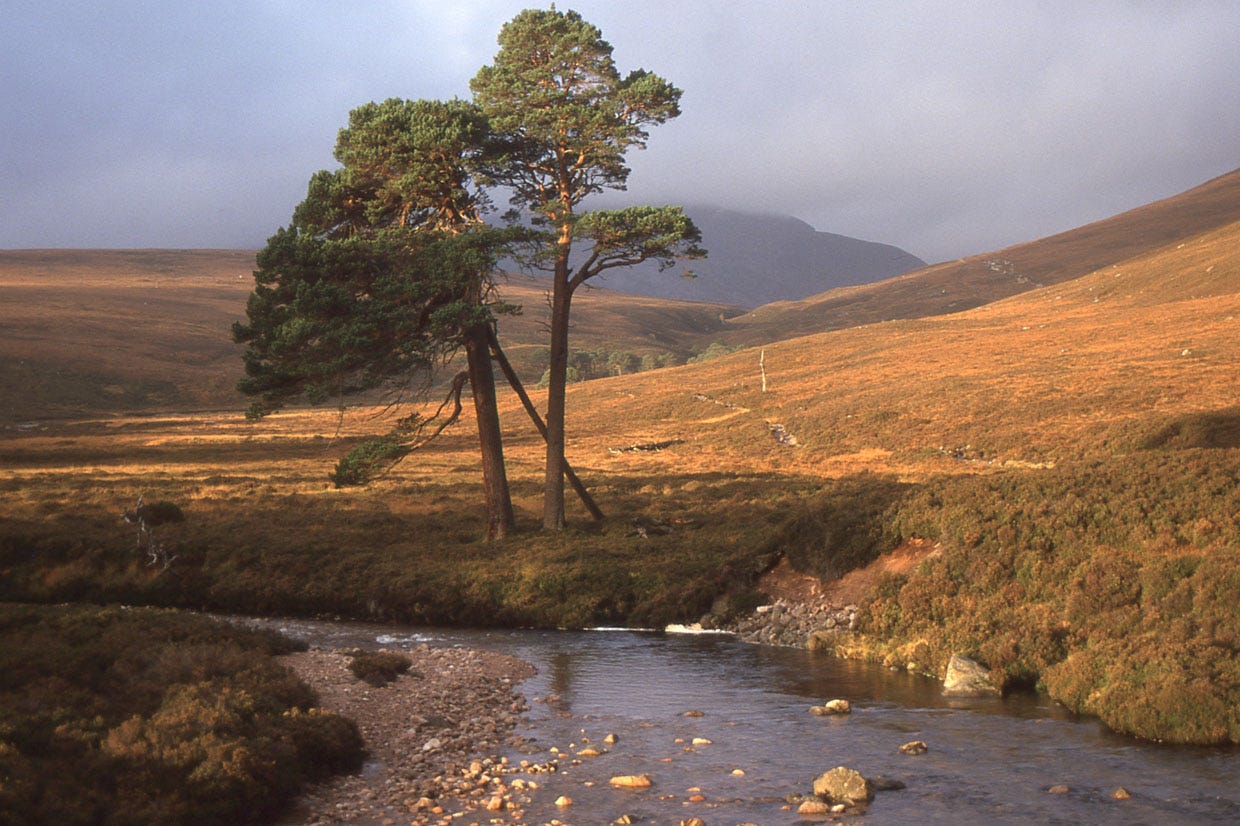 Two pine trees, rounded hills, small river