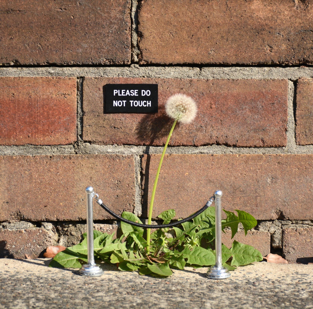 Photograph of a brick wall in front of which a dandelion is growing out of the concrete. There is a small rope between two poles in front of the dandelion to restrict access, and a small sign on the bricks behind the dandelion reads "Please do not touch"