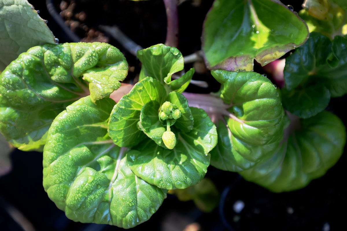 bok choy plants