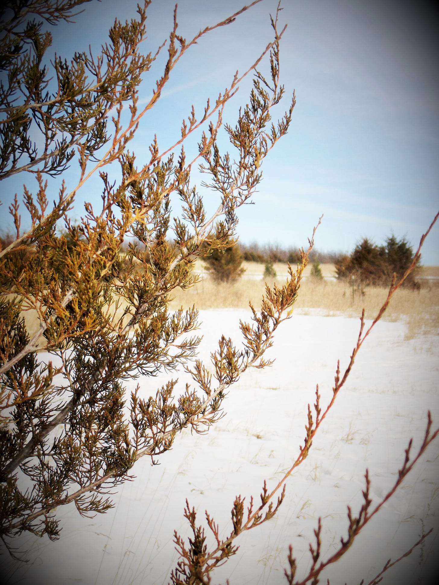 Cedars in Iowa | Iowa Herbalist Cedars in Iowa | Iowa Herbalist
