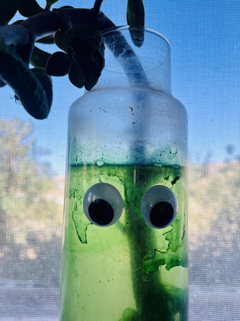 Inspired by Everything Everywhere/ Loscotoff 2022