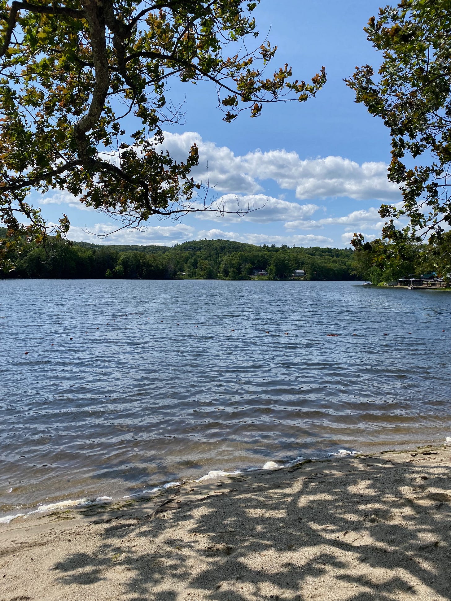 View of Ashfield Lake from beneath oak branches on a sunny, windy day.