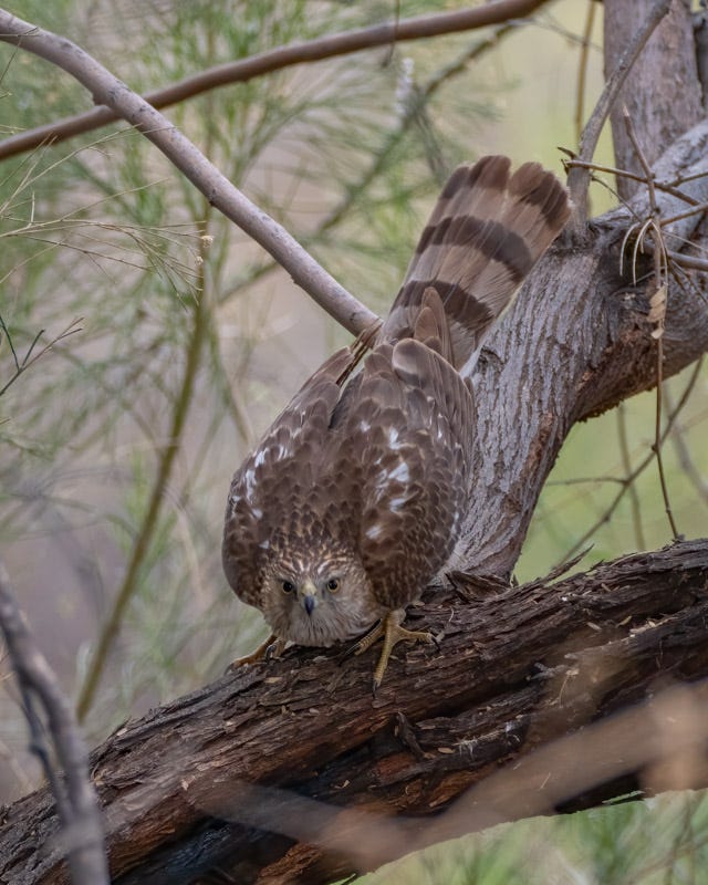 20250315-Sweetwater-781-Edit.jpg 20250315-Sweetwater-781-Edit.jpg