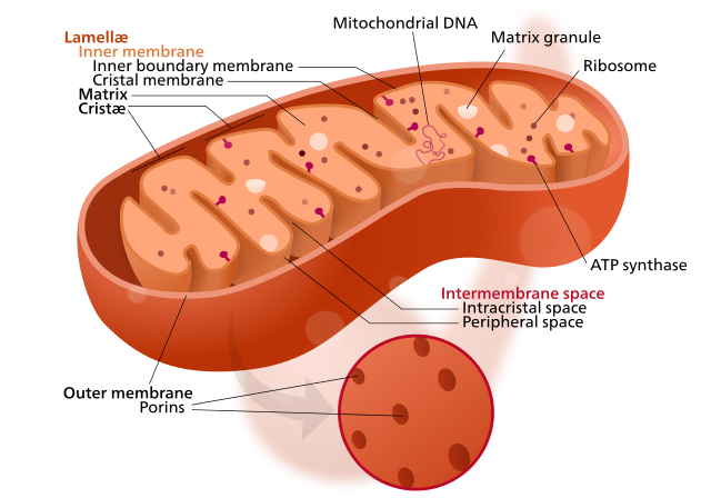 Biochemistry 08: the citric acid cycle and the electron transport chain
