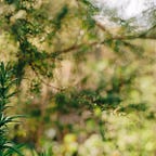 Into the plant realm