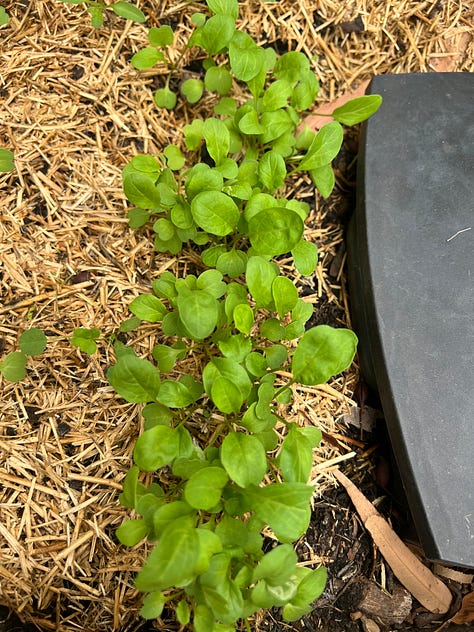 Autumn planted seedlings looking for a bit of nitrogen to put on some growth