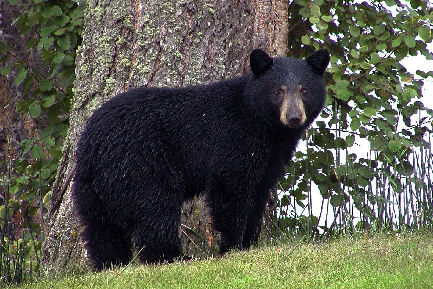 Florida's black bears remain off-limits from hunters, but only for now