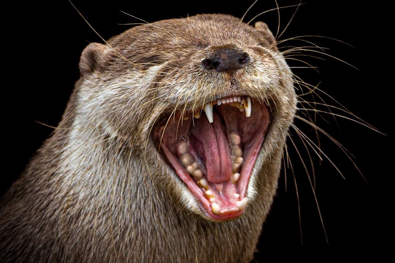 We know you could be reading otter newsletters. Thank you for reading ours. We know you could be reading otter newsletters. Thank you for reading ours.