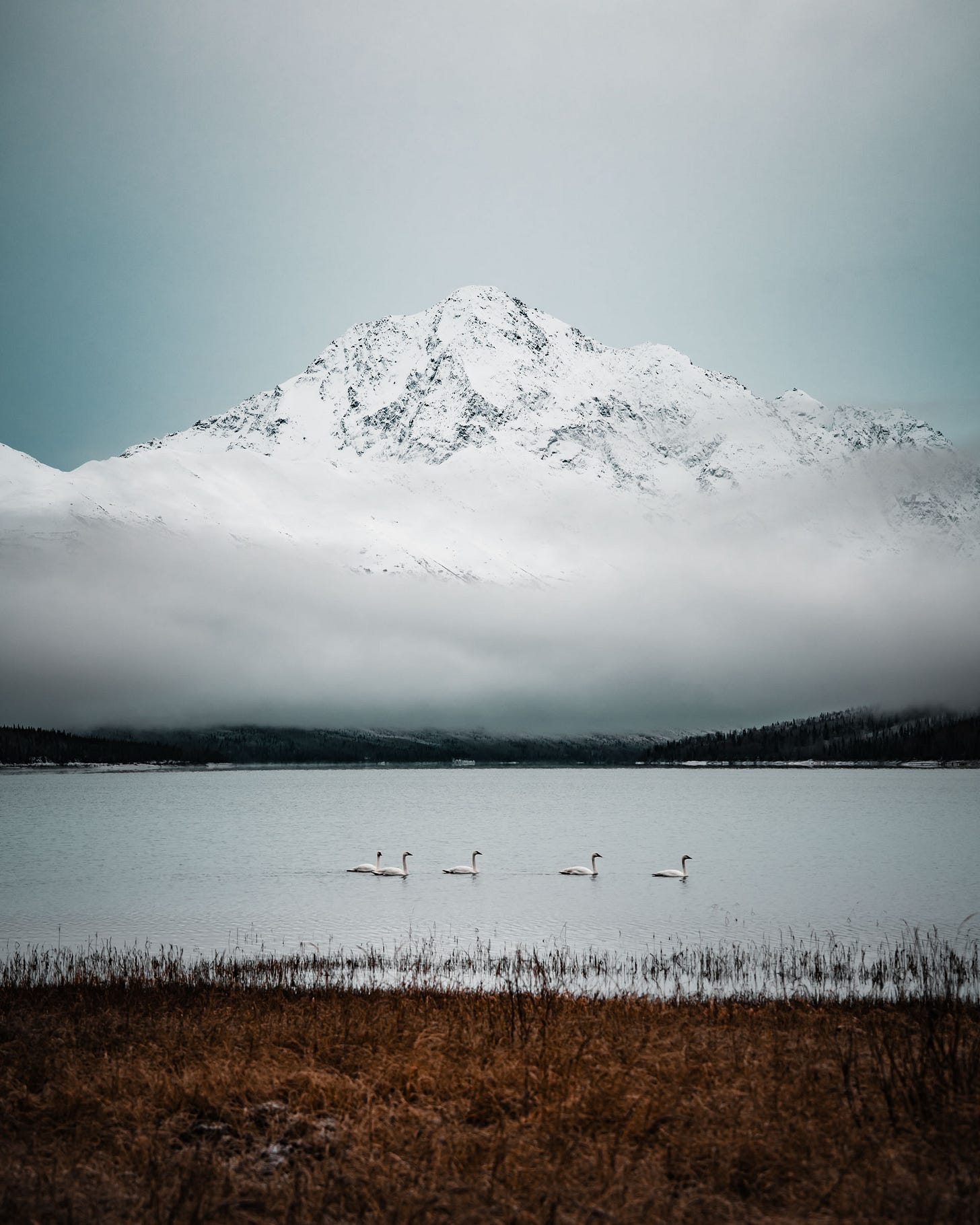 Swans at Eklutna Lake