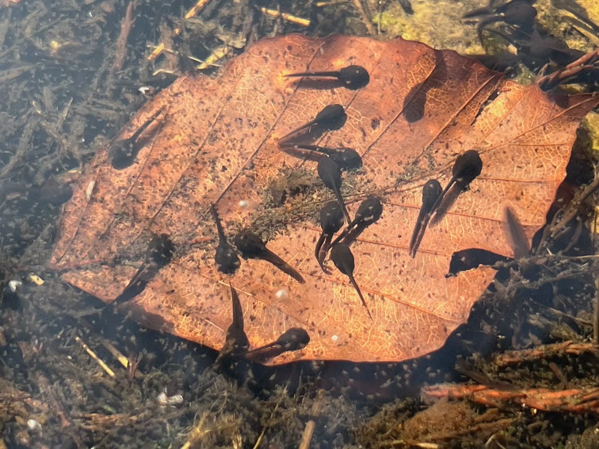 A group of small, black tadpoles swimming in shallow water, gathered on and around a submerged, decaying brown leaf. The leaf rests on a bed of natural debris at the bottom of the pond, with light reflecting on the water surface.