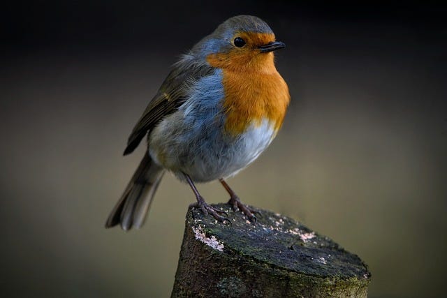 Pettirosso (Erithacus rubecula) posato su un tronco tagliato, con petto arancione e piumaggio grigio-marrone, fotografato in ambiente naturale con sfondo sfocato.