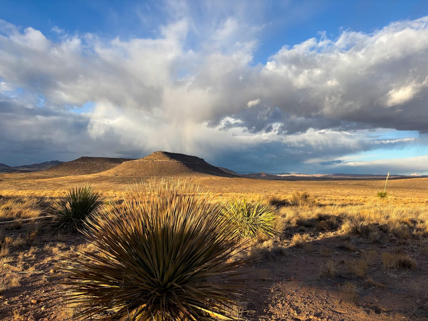 desert landscape with cactus and mountains
