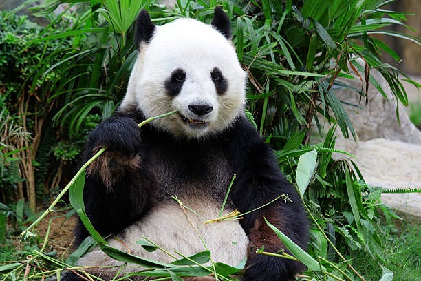 55.200+ Panda Foto Stok, Potret, & Gambar Bebas Royalti - iStock