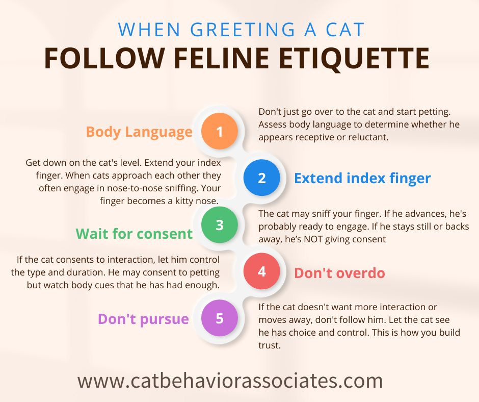 May be an image of cat and text