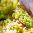 Grgich Marks 2025 Harvest With Blessing and $1 Million Gift for Elder Care