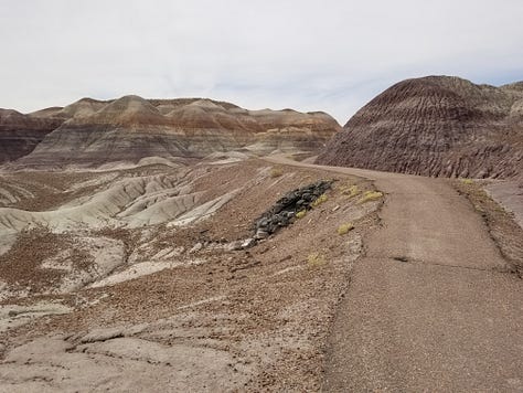 Petrified trees in the Painted Desert, Arizona, courtesy of the author