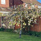 These are the trees I live with