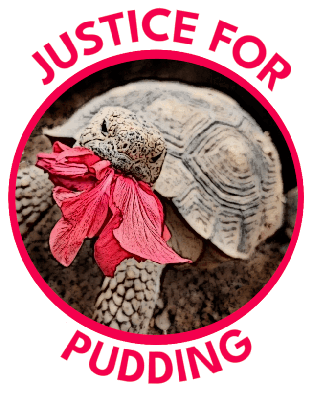 r/JusticeForPudding - Thought this was a great photo. Hope it's actually Pudding. 