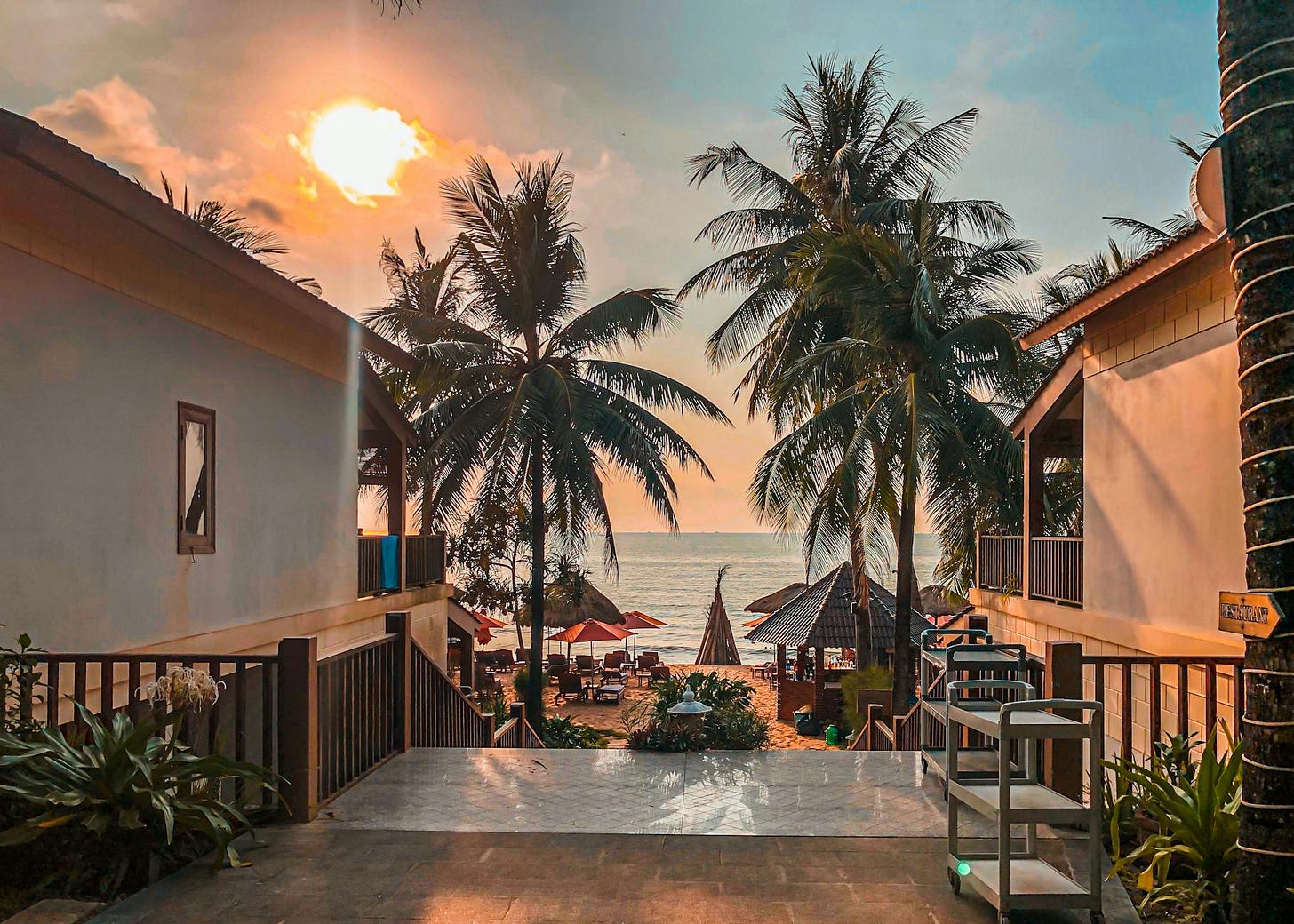 green coconut palm trees