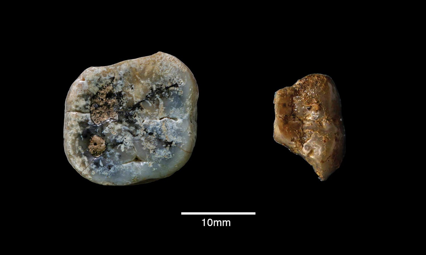 Whole molar at left and fragment at right Whole molar at left and fragment at right