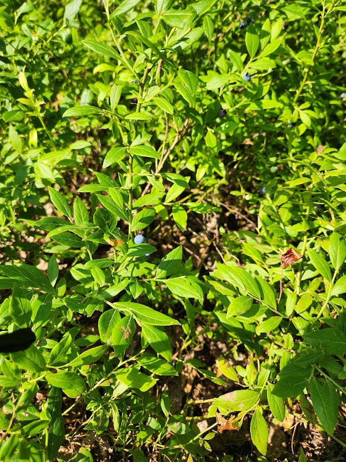Picture of wild bluberry bushes.