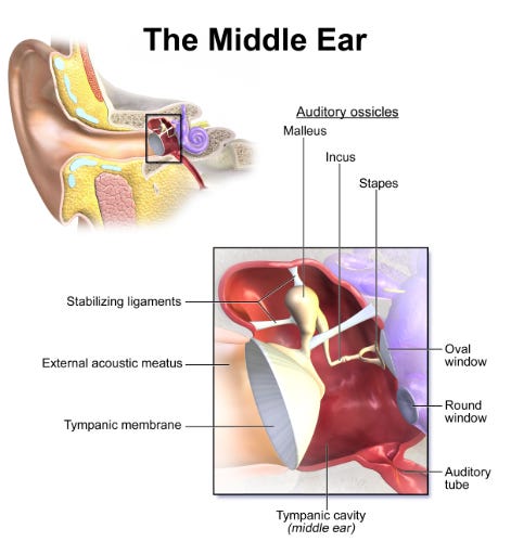 Signa Choclear How We Hear: From Sound Waves to Neural Signals
