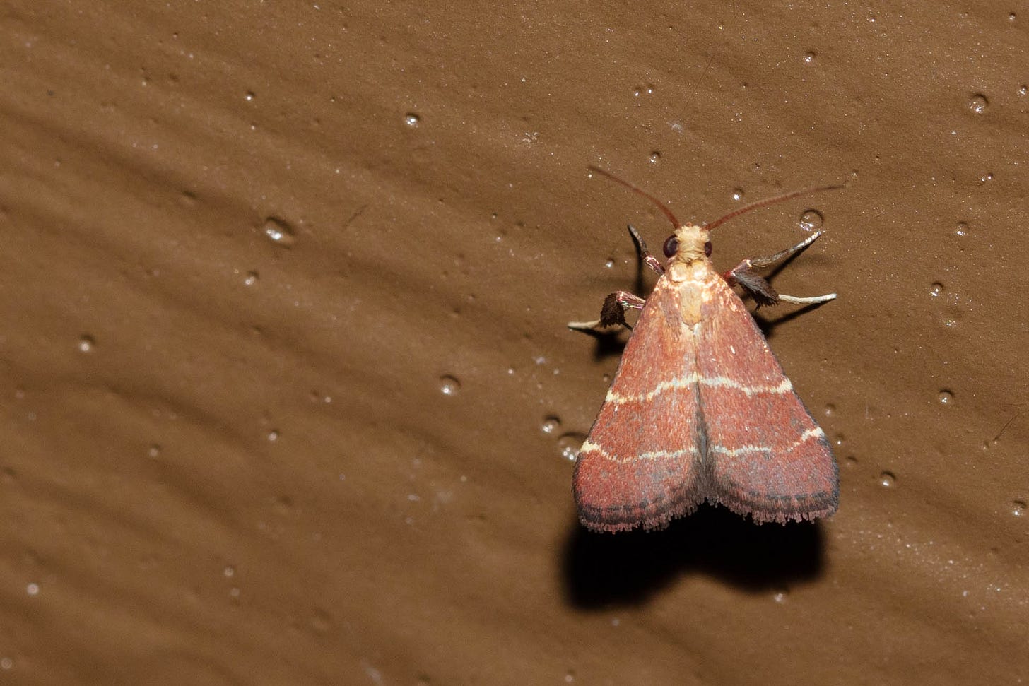 Resting on a brown-painted wall, a small triangular moth with shimmery dark-pink wings, with a few thin white stripes
