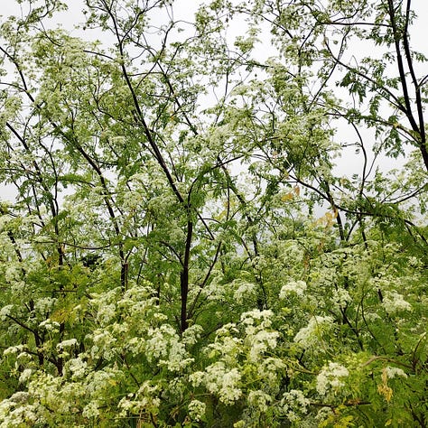 Stems of hemlock, smooth, green and mottled with purple. Large stands of flowers demonstrating the height, growing upwards of 7 foot.