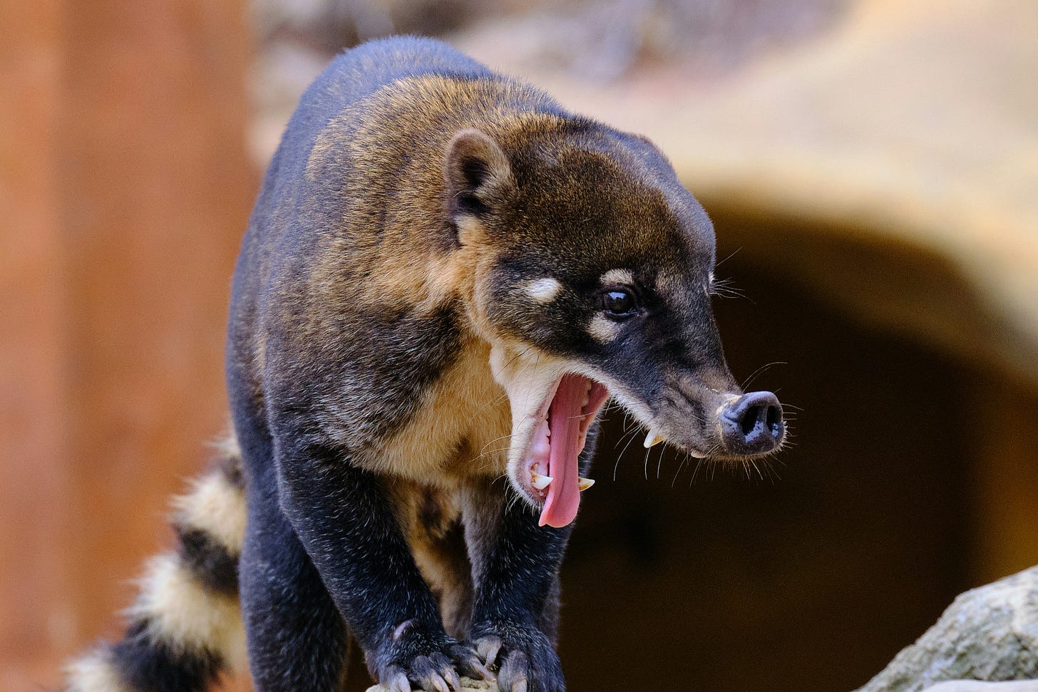 Coatimundi in Belize