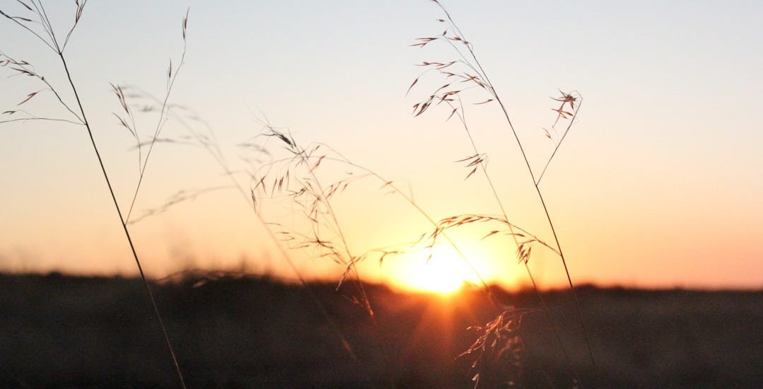 silhouette of grass during sunset