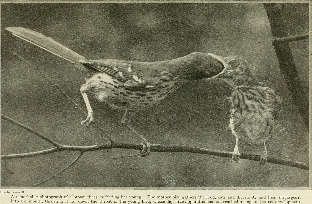 An old Popular Science photograph of a Thatcher feeding her young