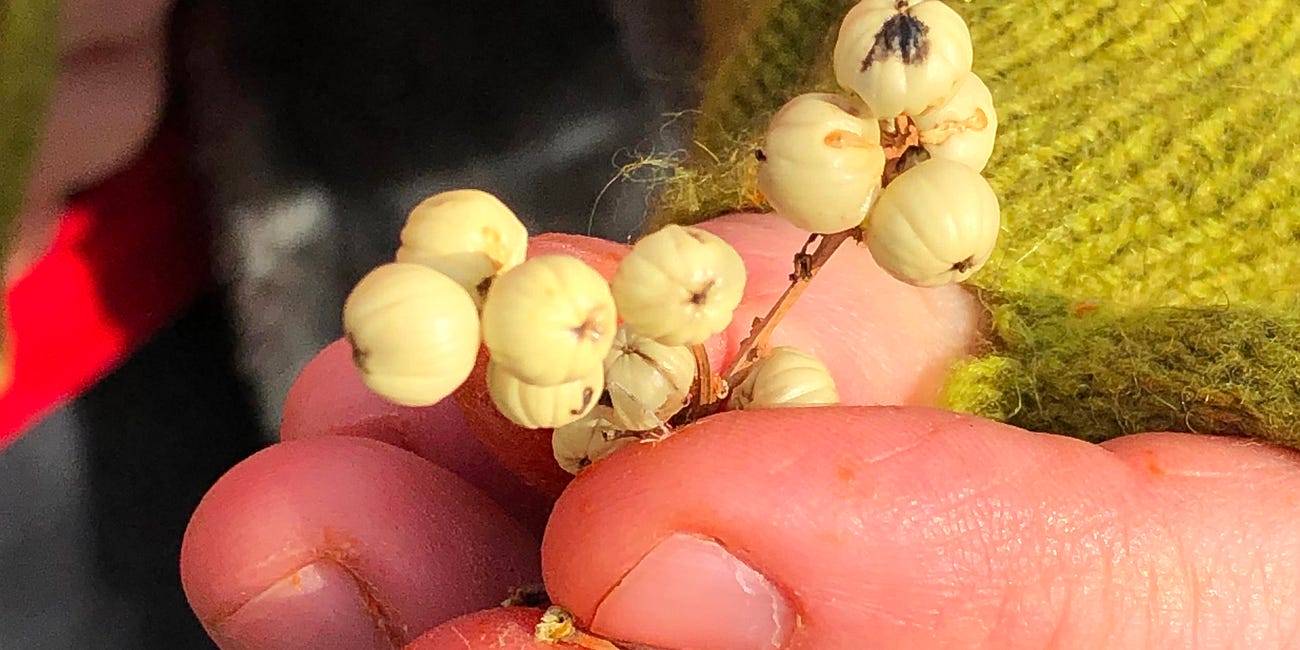 Curiosity AKA That one time my friend chewed on a Western Poison Ivy seed…