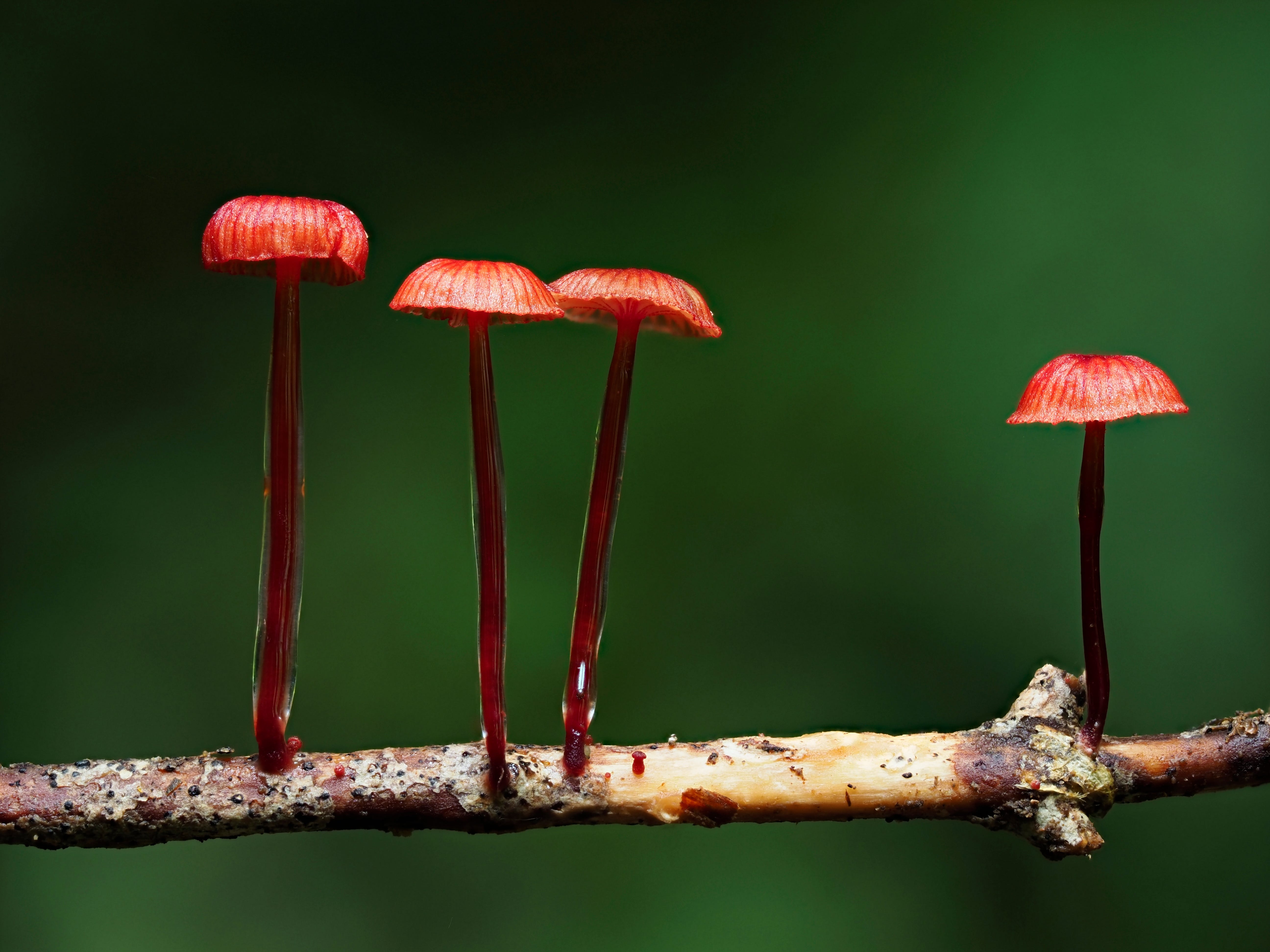 Ruby Bonnot Ruby Bonnets: A Glowing Discovery in Peel Forest