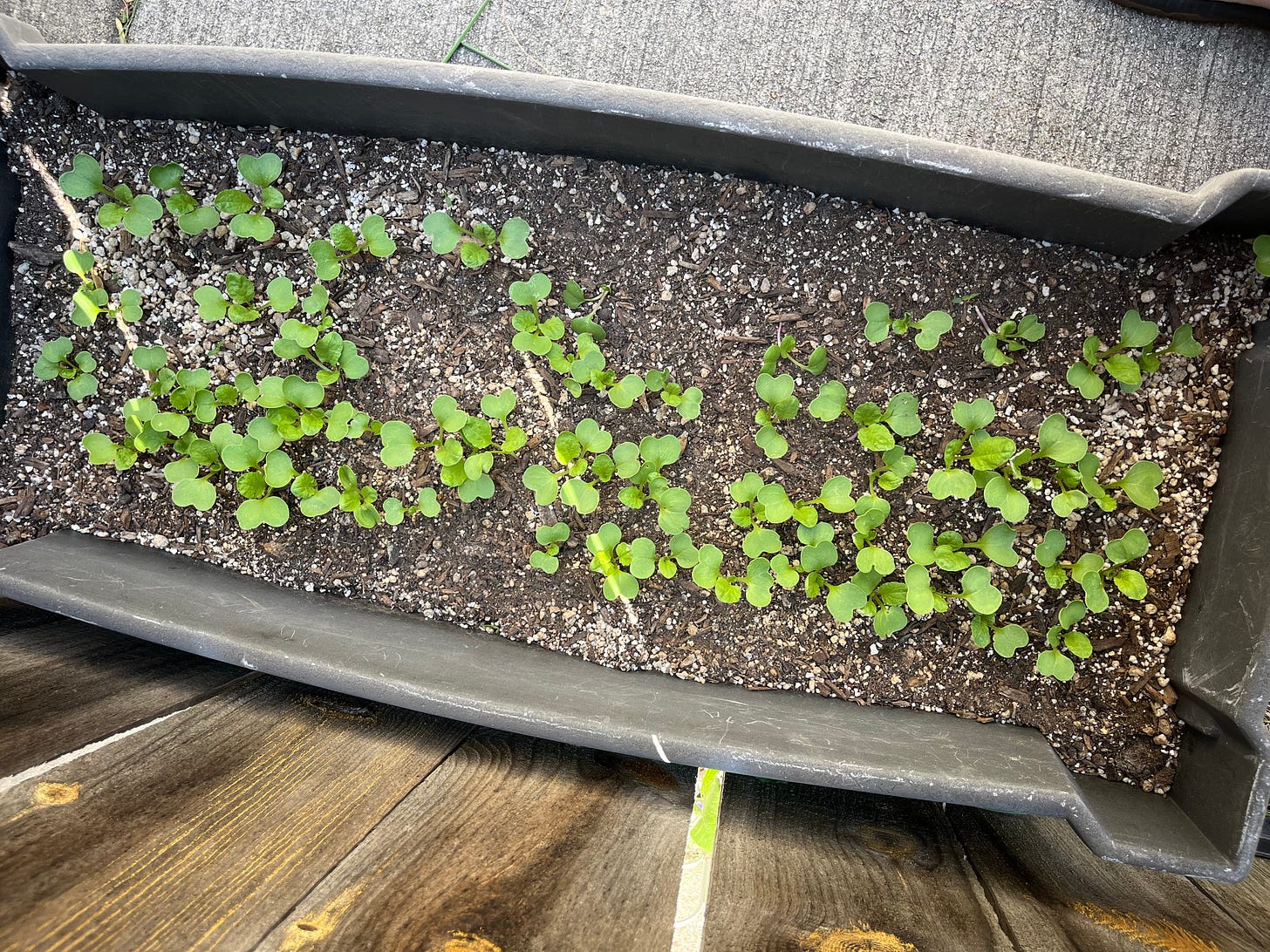 A container of radish seedlings.