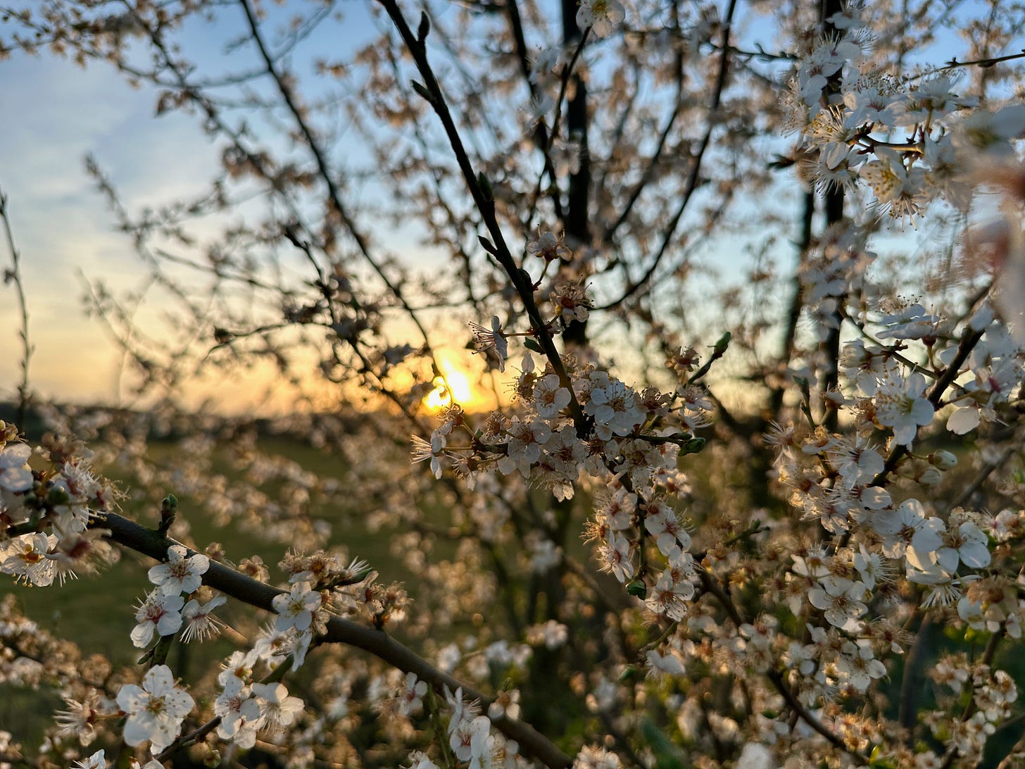 Blossoms of a cherry tree are backlit by a beautiful sunset.