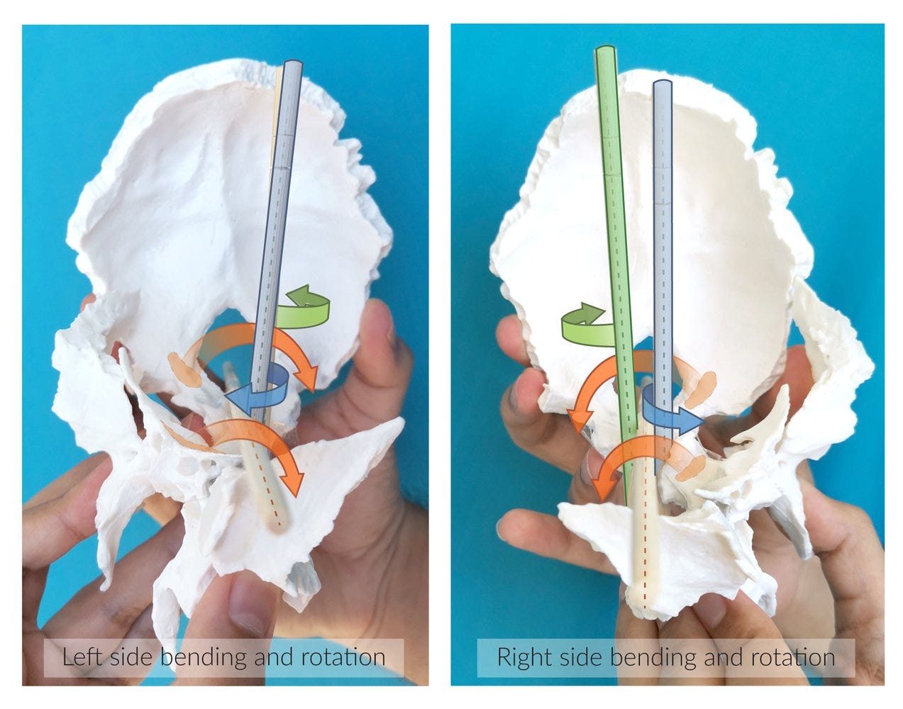 Cranial osteopathy - Knowledge @ AMBOSS