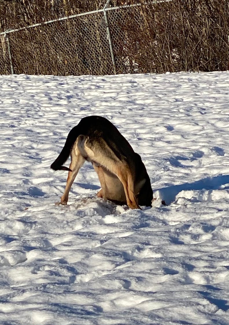 Photo of a dog with his head in the snow.