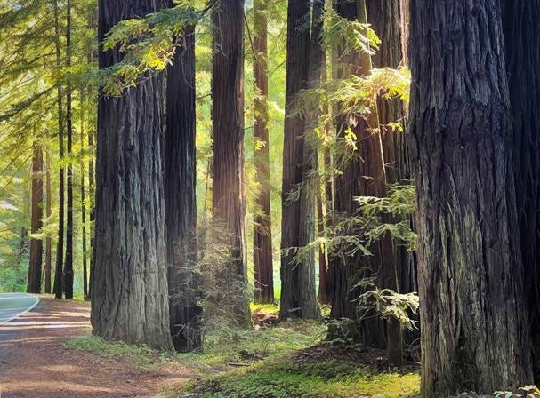 A forest with many trees

AI-generated content may be incorrect.
